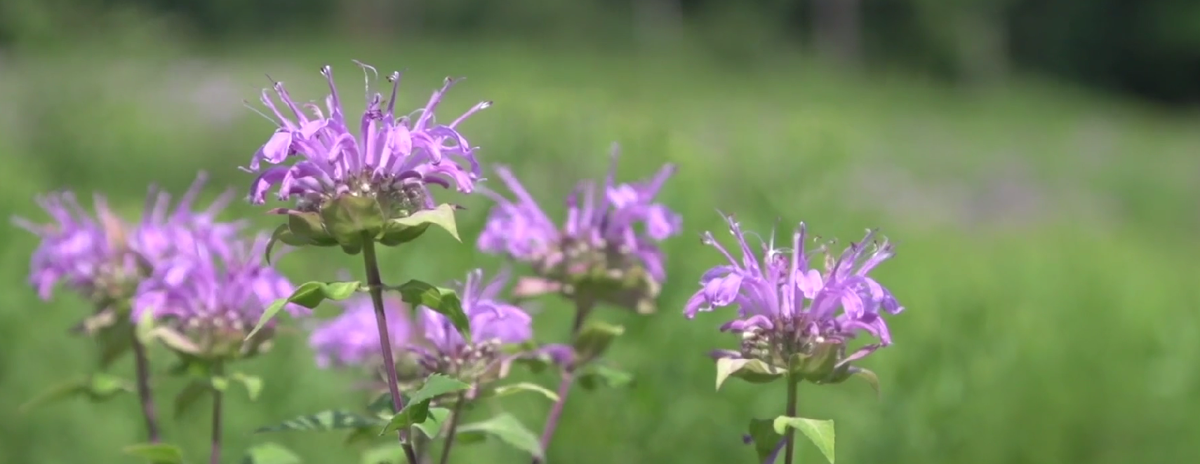 Summer Saunters: Bronson Fields at Hidden Valley Preserve